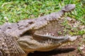 Crocodile head and teeth close-up Royalty Free Stock Photo